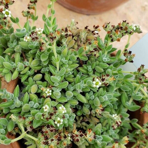 Crassula lanuginosa Blad