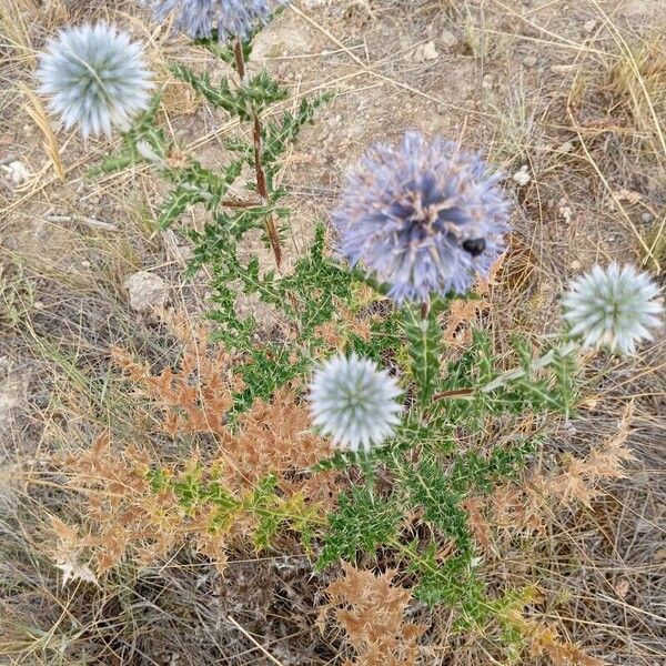 Echinops ritro Blomst