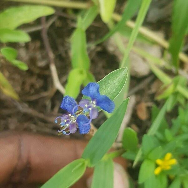 Commelina benghalensis Квітка