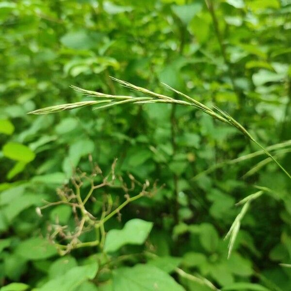 Bromus ramosus Blomst