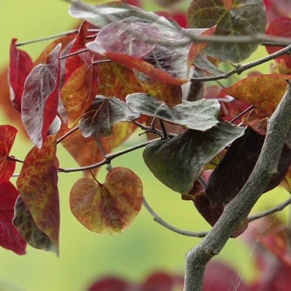 Cercis canadensis ᱮᱴᱟᱜ