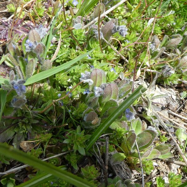 Myosotis stricta 形態