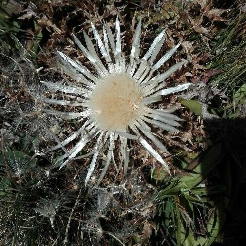 Carlina acaulis 花