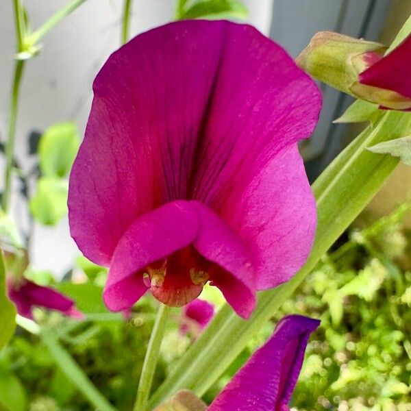 Lathyrus tingitanus फूल