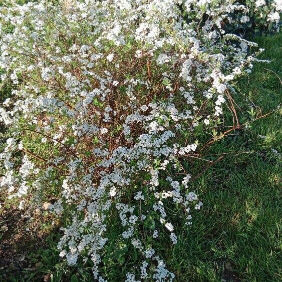 Spiraea thunbergii Habitatea