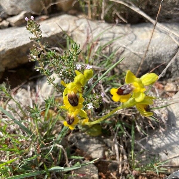 Ophrys lutea Blüte