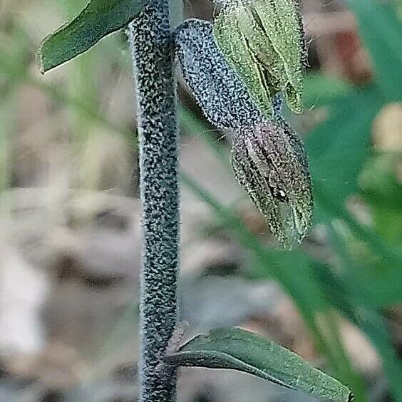 Epipactis microphylla Lapas