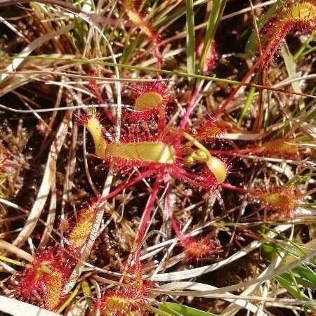 Drosera anglica Flower