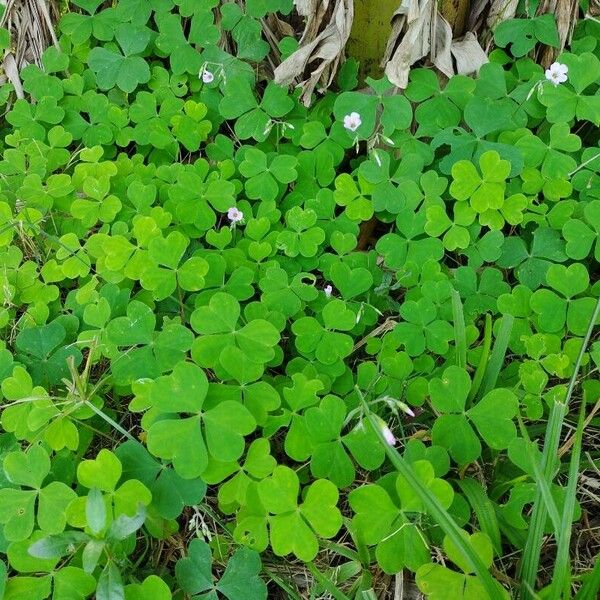 Oxalis latifolia عادت