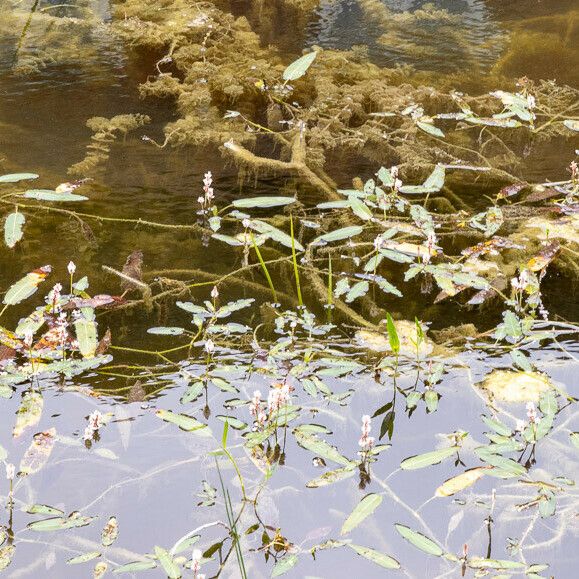 Persicaria amphibia Kvet