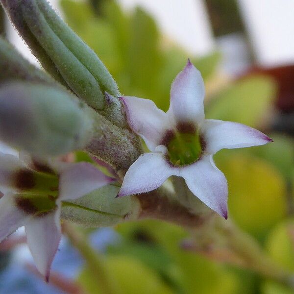 Adromischus cristatus Flower