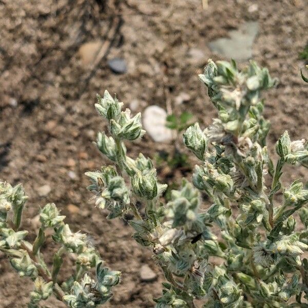 Filago arvensis Flower