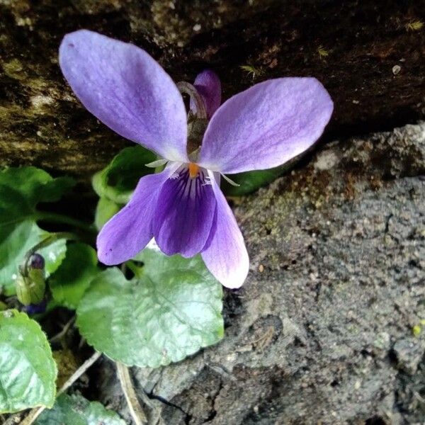 Viola odorata Flower