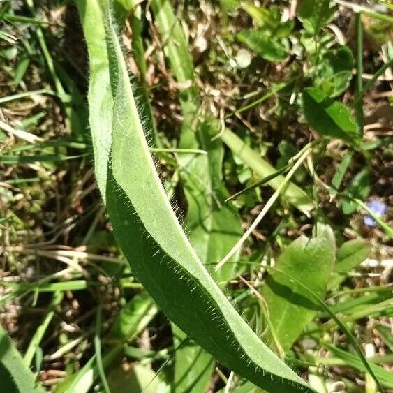 Pilosella aurantiaca Fuelha