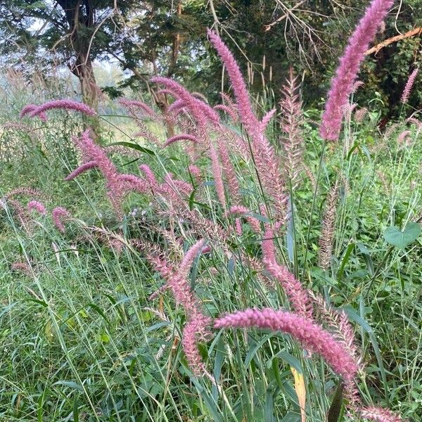 Cenchrus pedicellatus फूल