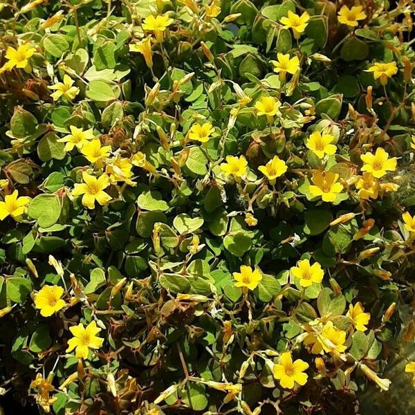 Oxalis stricta Hàbitat