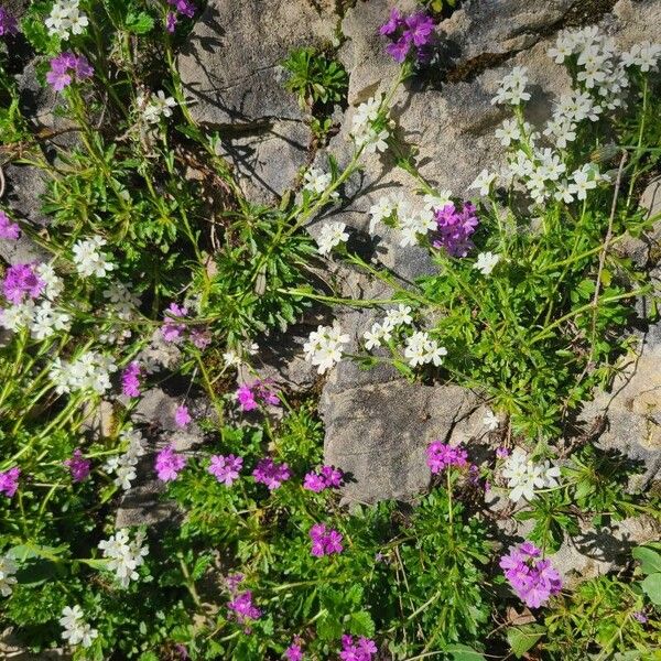 Erinus alpinus Flower