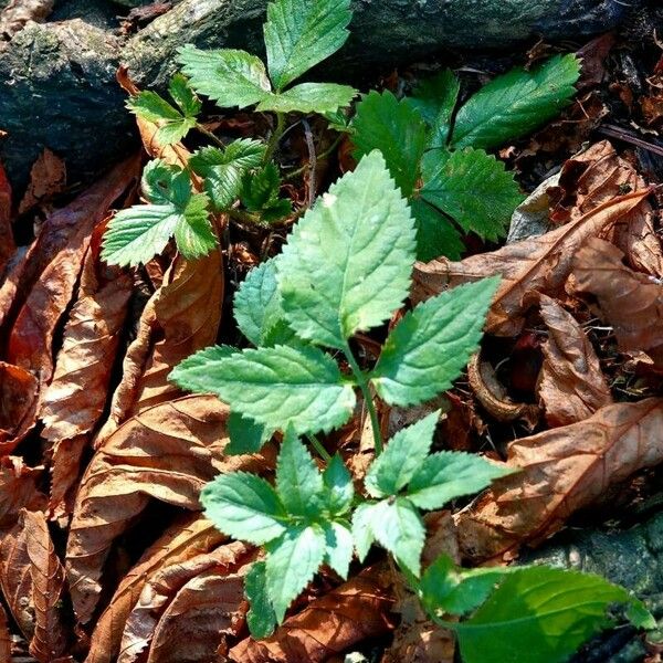 Cryptotaenia canadensis Leaf