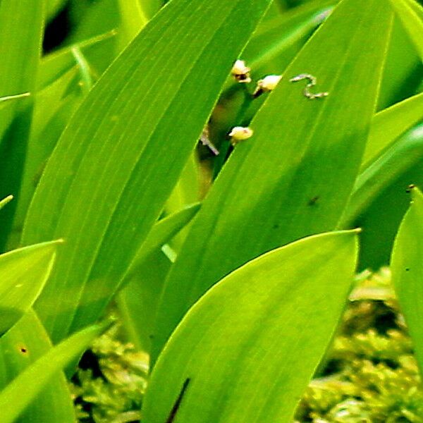 Maianthemum trifolium Φύλλο