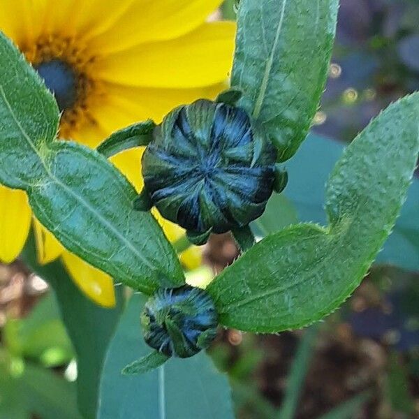 Helianthus × laetiflorus फूल