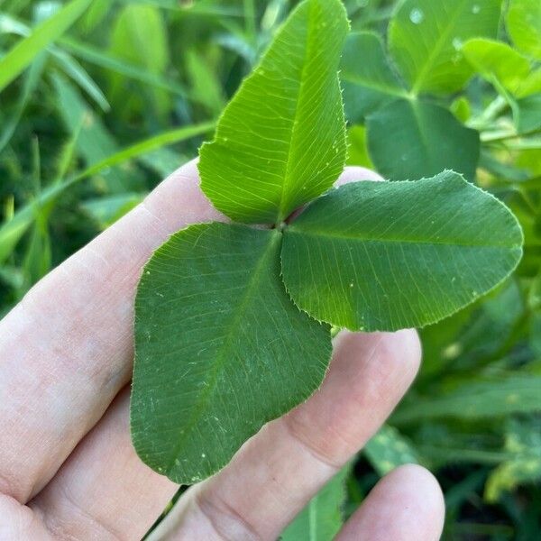 Trifolium hybridum Feuille