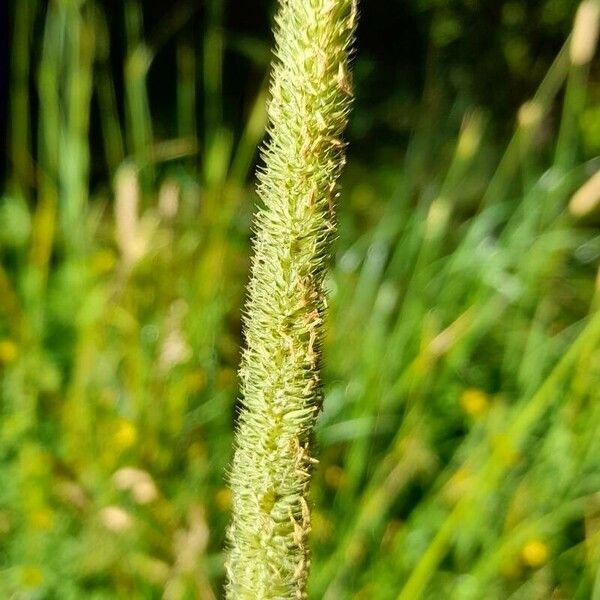 Phleum pratense Blodyn