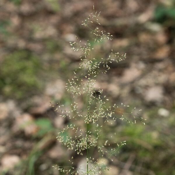 Deschampsia cespitosa Flower