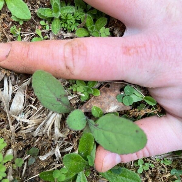 Hieracium venosum Листок