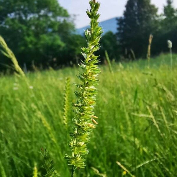 Cynosurus cristatus Květ