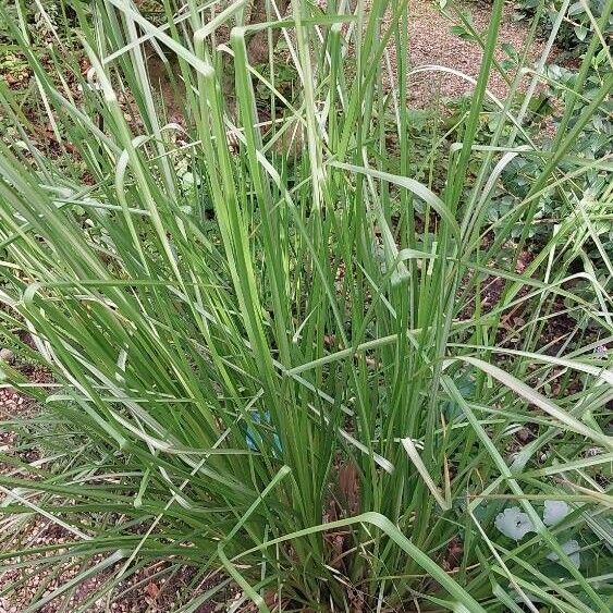 Chrysopogon zizanioides Feuille