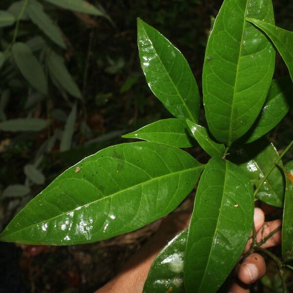 Peltostigma guatemalense 葉