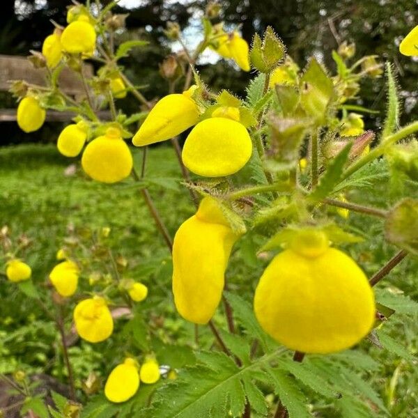 Calceolaria tripartita Floro