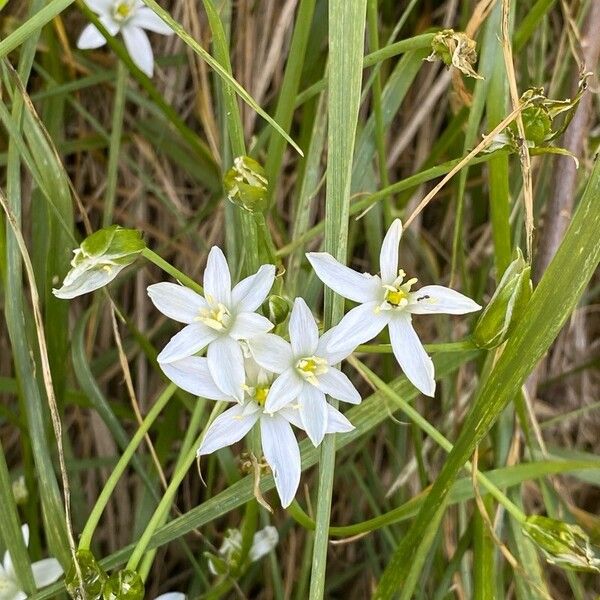 Ornithogalum divergens Λουλούδι