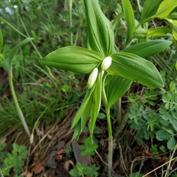 Polygonatum odoratum Кветка