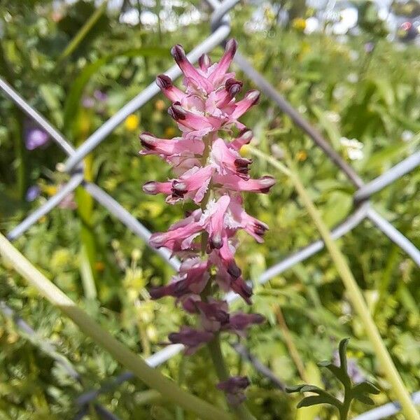 Fumaria densiflora Цвят