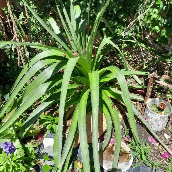 Eryngium paniculatum 叶