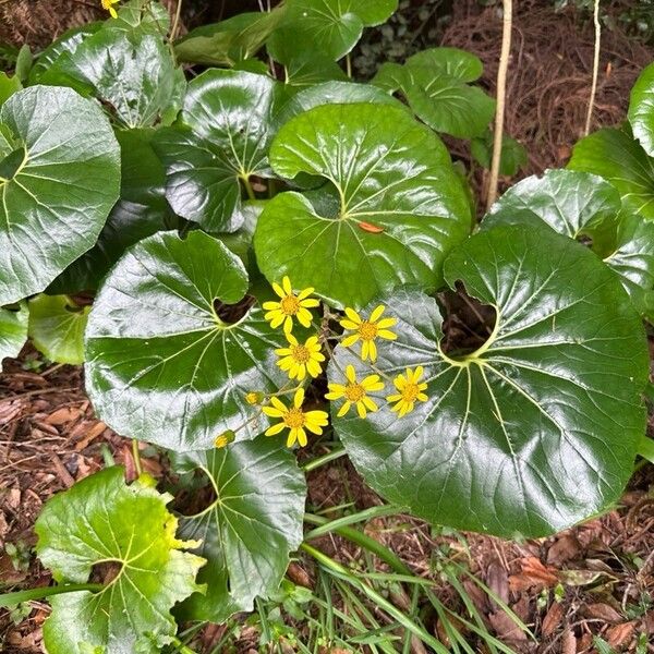 Farfugium japonicum Fleur