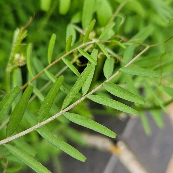 Vicia hirsuta List