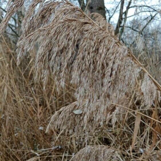 Phragmites australis ফল