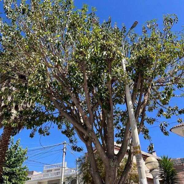 Ficus elastica Elinympäristö