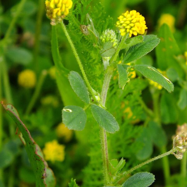 Medicago lupulina Feuille