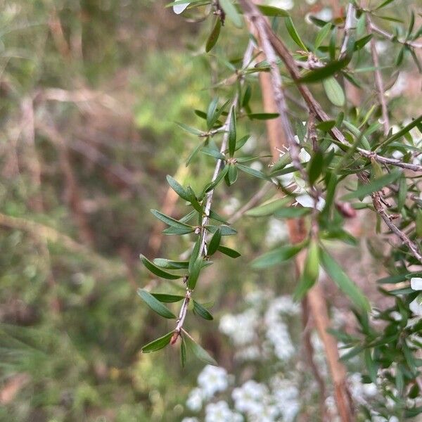 Leptospermum continentale Blad