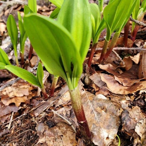 Allium tricoccum Συνήθη χαρακτηριστικά