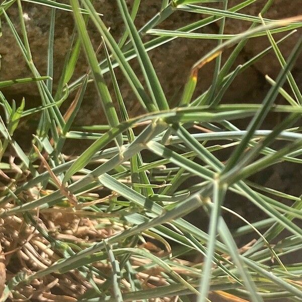 Poa cenisia Frunză