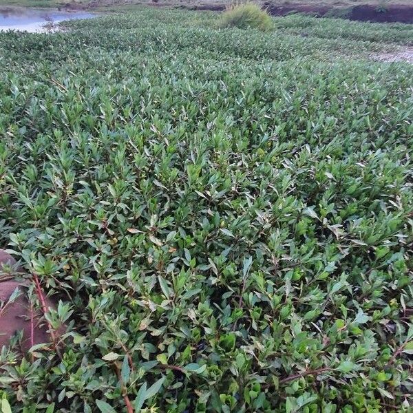 Ludwigia adscendens Habit