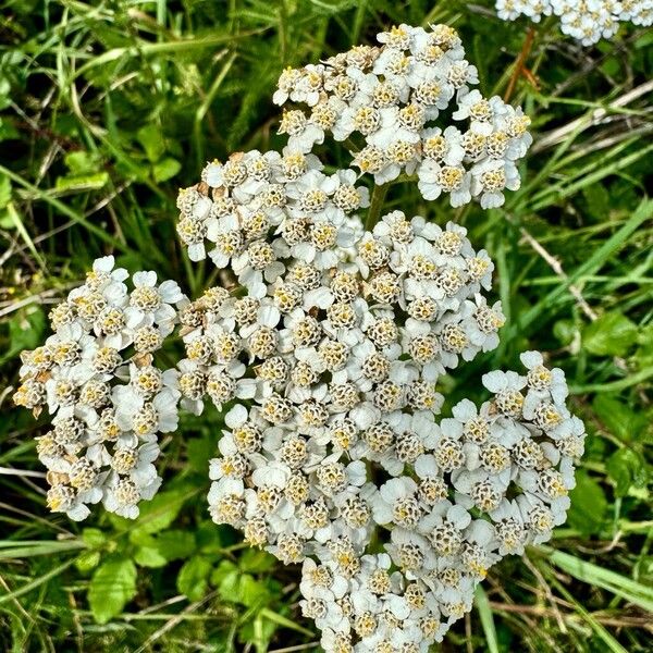 Achillea nobilis Kwiat