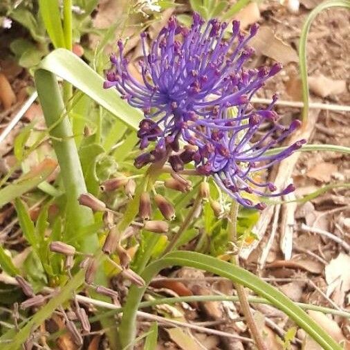 Muscari comosum Kukka