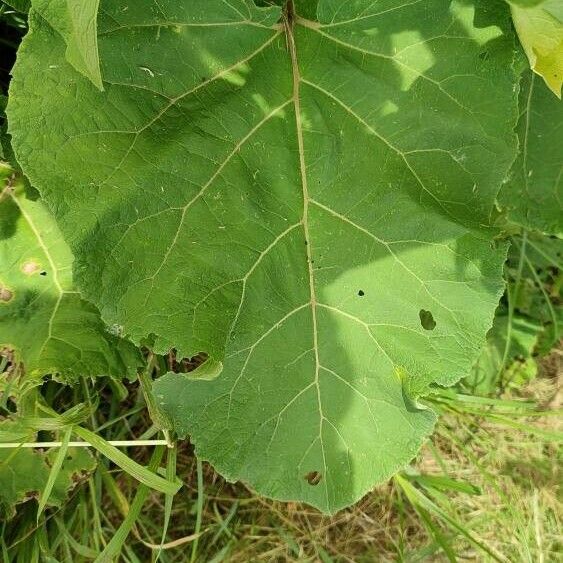 Arctium tomentosum Leaf