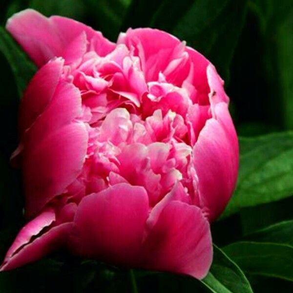 Paeonia officinalis Blomst