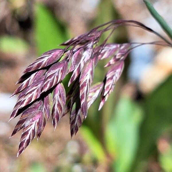 Poa alpina Flor